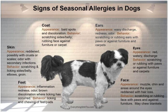 Seasonal Allergies in Dogs: Symptoms and Treatments