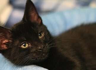 The Ultimate Guide to Black Cat Kitties: Everything You Need to Know About These Mysterious Felines Black Cat & Kitten Breeds & Adoption Info