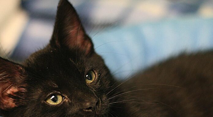 The Ultimate Guide to Black Cat Kitties: Everything You Need to Know About These Mysterious Felines Black Cat & Kitten Breeds & Adoption Info