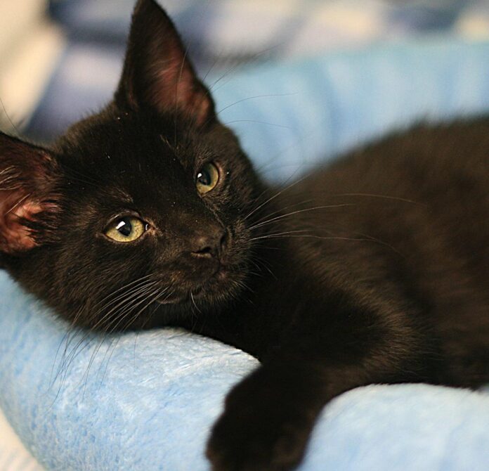 Black Cat & Kitten Breeds & Adoption Info