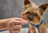 How Much Food Should a Yorkie Eat Per Day: A Complete Feeding Guide How much food to give to Yorkie?