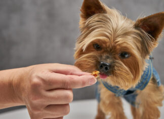 How Much Food Should a Yorkie Eat Per Day: A Complete Feeding Guide How much food to give to Yorkie?