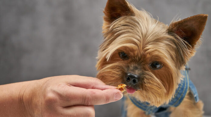 How Much Food Should a Yorkie Eat Per Day: A Complete Feeding Guide How much food to give to Yorkie?