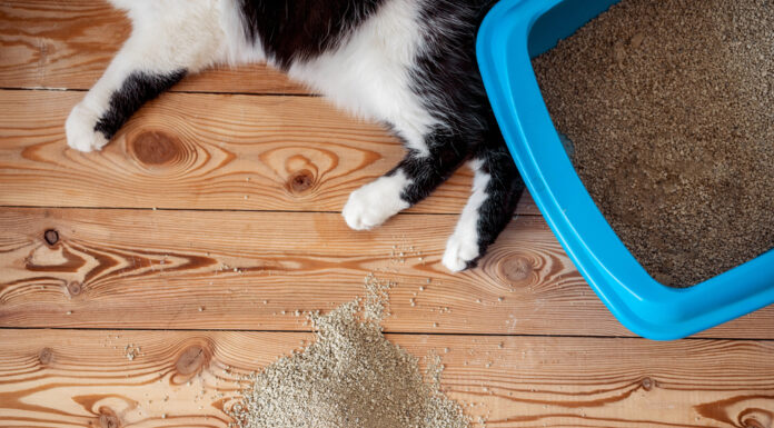 Why Is My Diabetic Cat Peeing Outside Litter Box? A Complete Guide to Understanding and Solutions diabetic cat urinates outside box