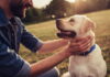 Sustainable Dog Ownership: Your Ultimate Guide to Eco-Friendly Pet Parenting How to be an eco-friendly pet owner