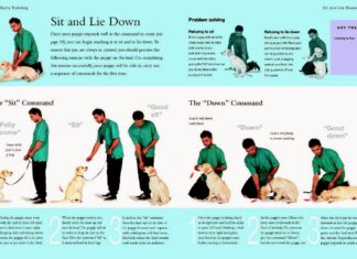 Teaching Your Dog the Perfect Command for Dog to Sit Between Legs: A Complete Guide Train dog to sit between legs/feet? : r/Dogtraining