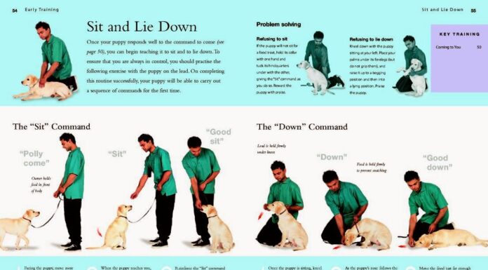 Teaching Your Dog the Perfect Command for Dog to Sit Between Legs: A Complete Guide Train dog to sit between legs/feet? : r/Dogtraining