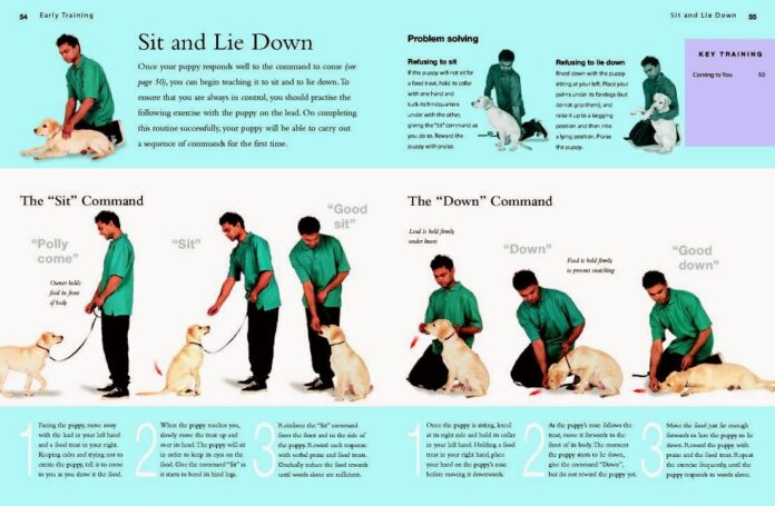 Train dog to sit between legs/feet? : r/Dogtraining