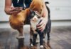 Find Your Perfect Cat Sitter in Morrison: A Complete Guide to Pet Care Services Best Pet Sitters in Morrison