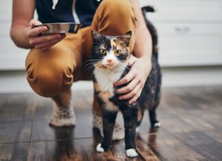 Find Your Perfect Cat Sitter in Morrison: A Complete Guide to Pet Care Services Best Pet Sitters in Morrison