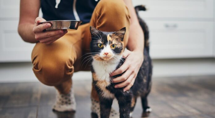 Find Your Perfect Cat Sitter in Morrison: A Complete Guide to Pet Care Services Best Pet Sitters in Morrison