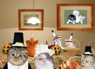 The Ultimate Guide to Cat Thanksgiving Dinner: Safe and Festive Treats for Your Feline Friend Which Thanksgiving Foods Are Safe For Your Cat To Eat?