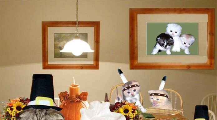 The Ultimate Guide to Cat Thanksgiving Dinner: Safe and Festive Treats for Your Feline Friend Which Thanksgiving Foods Are Safe For Your Cat To Eat?