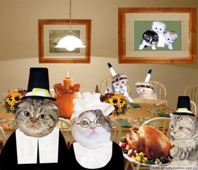 Which Thanksgiving Foods Are Safe For Your Cat To Eat?