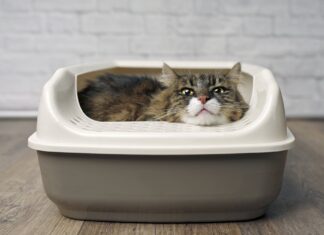 Why Is Cat Sitting in Litter Box? 7 Reasons That Might Surprise You why is my female cat just casually laying in her litter box? : r/CATHELP