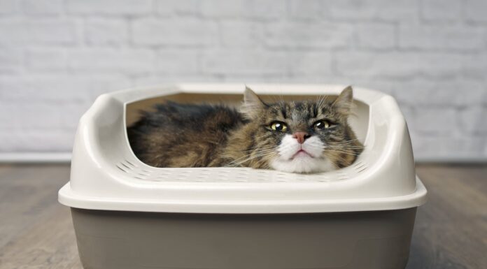 Why Is Cat Sitting in Litter Box? 7 Reasons That Might Surprise You why is my female cat just casually laying in her litter box? : r/CATHELP