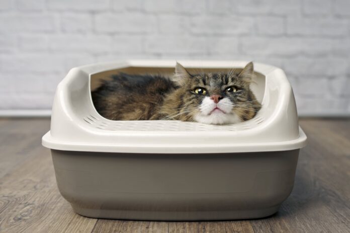 why is my female cat just casually laying in her litter box? : r/CATHELP