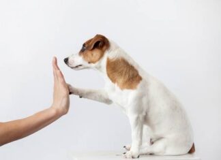 Effective Small Dog Training: A Complete Guide to Raising Happy Mini Pups Training Tiny Dogs