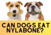 Can Dogs Eat Nylabone? A Complete Safety Guide for Pet Parents Frequently Asked Questions About Our Products