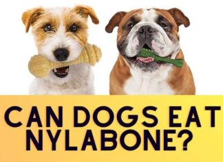 Can Dogs Eat Nylabone? A Complete Safety Guide for Pet Parents Frequently Asked Questions About Our Products