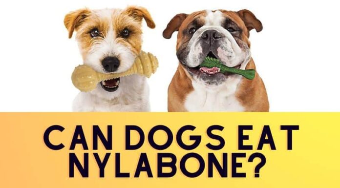 Can Dogs Eat Nylabone? A Complete Safety Guide for Pet Parents Frequently Asked Questions About Our Products