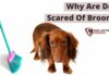 Why Is My Dog Scared of Brooms? Understanding and Helping Your Fearful Furry Friend Is anyone else's dog afraid or scared of brooms? : r/DogAdvice