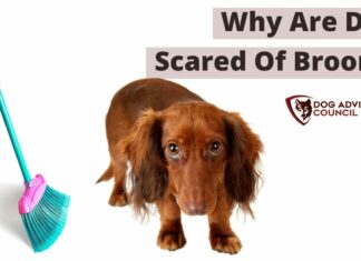 Why Is My Dog Scared of Brooms? Understanding and Helping Your Fearful Furry Friend Is anyone else's dog afraid or scared of brooms? : r/DogAdvice