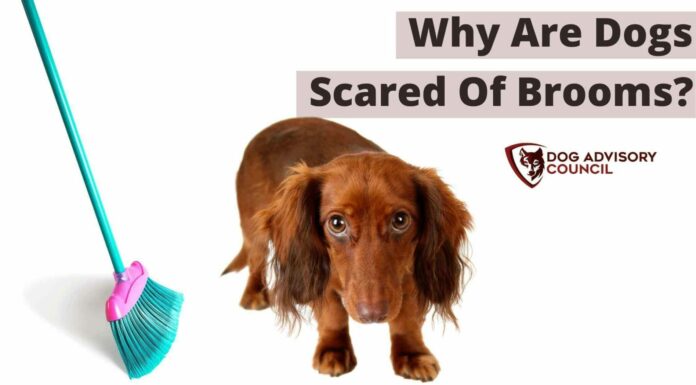 Why Is My Dog Scared of Brooms? Understanding and Helping Your Fearful Furry Friend Is anyone else's dog afraid or scared of brooms? : r/DogAdvice