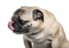 Why Do Pugs Lick? Understanding Your Flat-Faced Friend’s Behavior am i the only one who can never get their pug to stop licking them