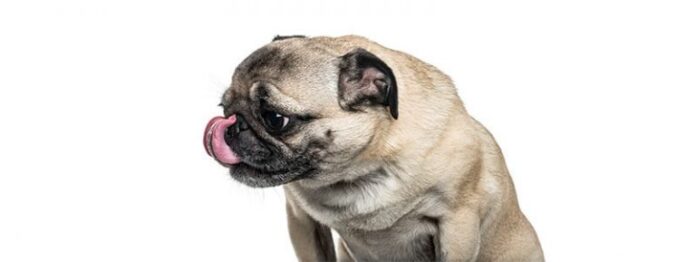 am i the only one who can never get their pug to stop licking them