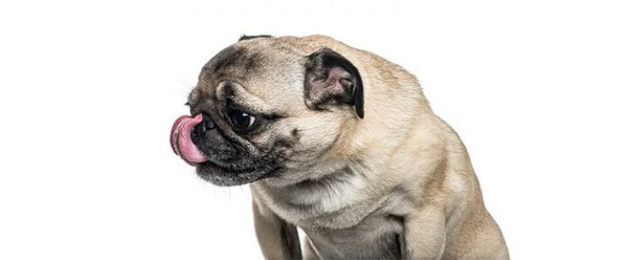 Why Do Pugs Lick? Understanding Your Flat-Faced Friend’s Behavior am i the only one who can never get their pug to stop licking them