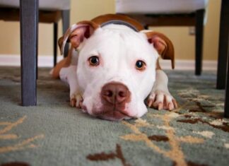 Why Do Dogs Lay Under Tables? Understanding Your Pet’s Hidden Comfort Zone Here's What It Means if Your Dog Likes to Hang Out Under the Table