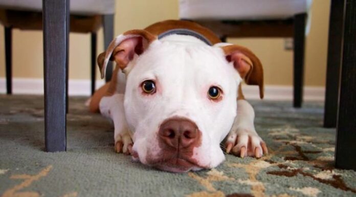 Why Do Dogs Lay Under Tables? Understanding Your Pet’s Hidden Comfort Zone Here's What It Means if Your Dog Likes to Hang Out Under the Table