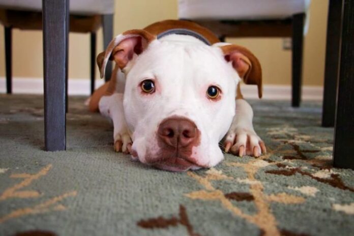 Here's What It Means if Your Dog Likes to Hang Out Under the Table