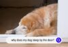 Why Does My Dog Lay Outside My Door? Understanding Your Pet’s Door-Guarding Behavior Anyone else's dogs sleep by the door?
