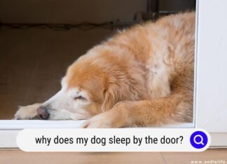 Why Does My Dog Lay Outside My Door? Understanding Your Pet’s Door-Guarding Behavior Anyone else's dogs sleep by the door?
