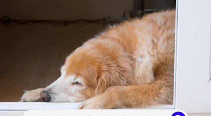 Why Does My Dog Lay Outside My Door? Understanding Your Pet’s Door-Guarding Behavior Anyone else's dogs sleep by the door?