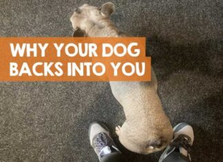 What Does It Mean When A Dog Backs Into You? Understanding This Peculiar Canine Behavior Why Do Dogs Give You Their Backs