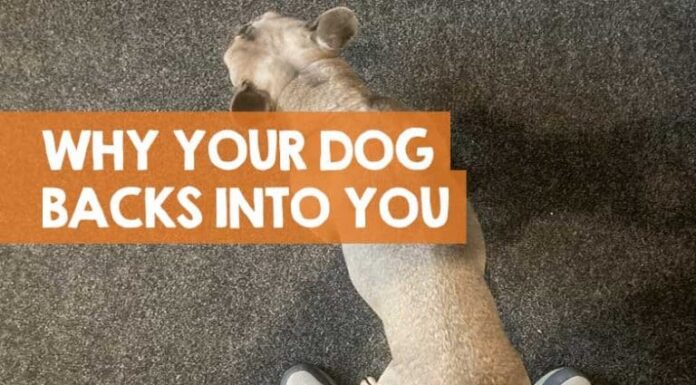 What Does It Mean When A Dog Backs Into You? Understanding This Peculiar Canine Behavior Why Do Dogs Give You Their Backs