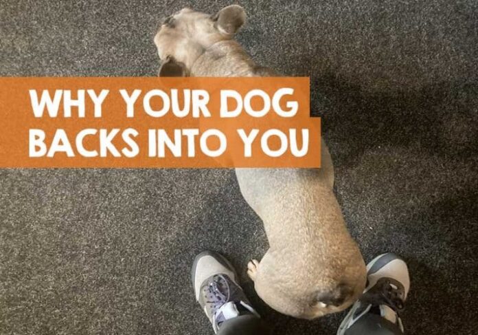 Why Do Dogs Give You Their Backs