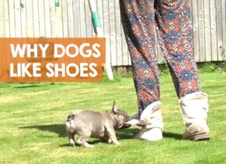 Why Do Dogs Like Shoes So Much? The Fascinating Truth Behind This Quirky Behavior Can someone explain why dogs are obsessed with shoes and feet : r/shiba