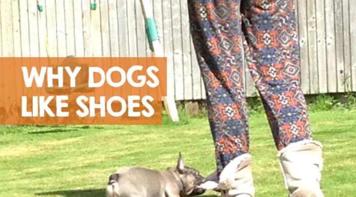 Why Do Dogs Like Shoes So Much? The Fascinating Truth Behind This Quirky Behavior Can someone explain why dogs are obsessed with shoes and feet : r/shiba