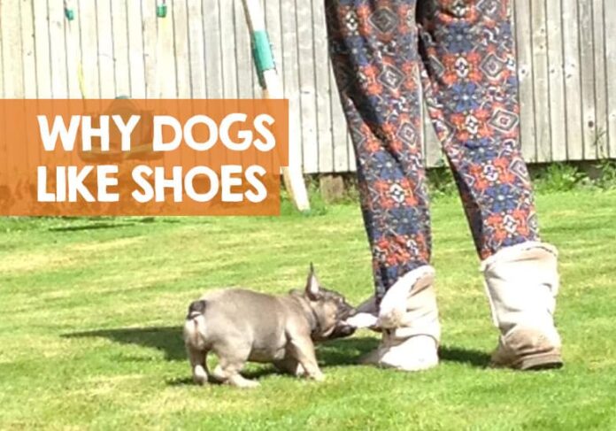 Can someone explain why dogs are obsessed with shoes and feet : r/shiba