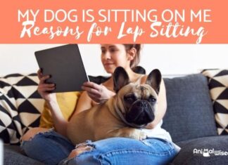 Why Does My Dog Stand On Me When I Am Sitting? Understanding This Peculiar Behavior My dog won't stop trying to stand over me when I sit on the couch! : r/Dogtraining