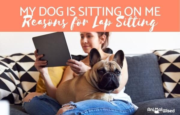 Why Does My Dog Stand On Me When I Am Sitting? Understanding This Peculiar Behavior My dog won't stop trying to stand over me when I sit on the couch! : r/Dogtraining