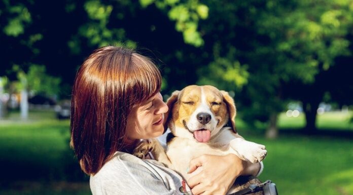 Do Small Dogs Like Being Picked Up? The Truth About Carrying Your Tiny Pooch Does your dog like being picked up?