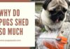 Do Black Pugs Shed a Lot? Understanding Your Dark-Coated Friend’s Shedding Habits Is it true black pugs don't shed as much as tan pugs? : r/pugs