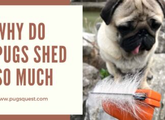 Do Black Pugs Shed a Lot? Understanding Your Dark-Coated Friend’s Shedding Habits Is it true black pugs don't shed as much as tan pugs? : r/pugs