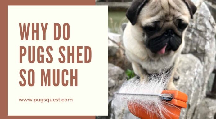 Do Black Pugs Shed a Lot? Understanding Your Dark-Coated Friend’s Shedding Habits Is it true black pugs don't shed as much as tan pugs? : r/pugs