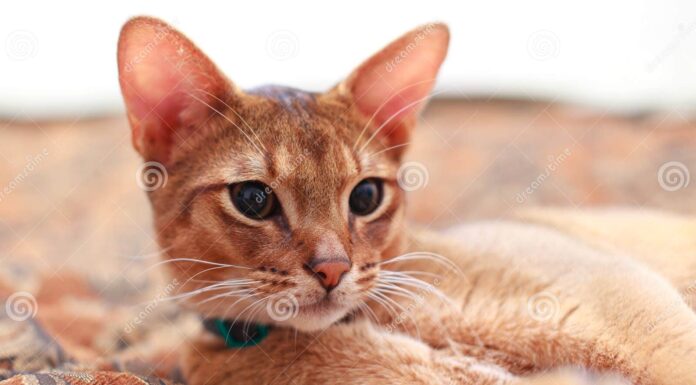 The Stunning Brown Abyssinian Cat: A Royal Feline with Ancient Charm 7 Abyssinian Cat Colors: An Overview (With Pictures)
